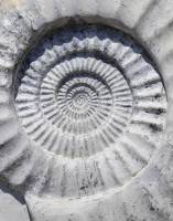 Ammonite - détail de l'enroulement en spirale